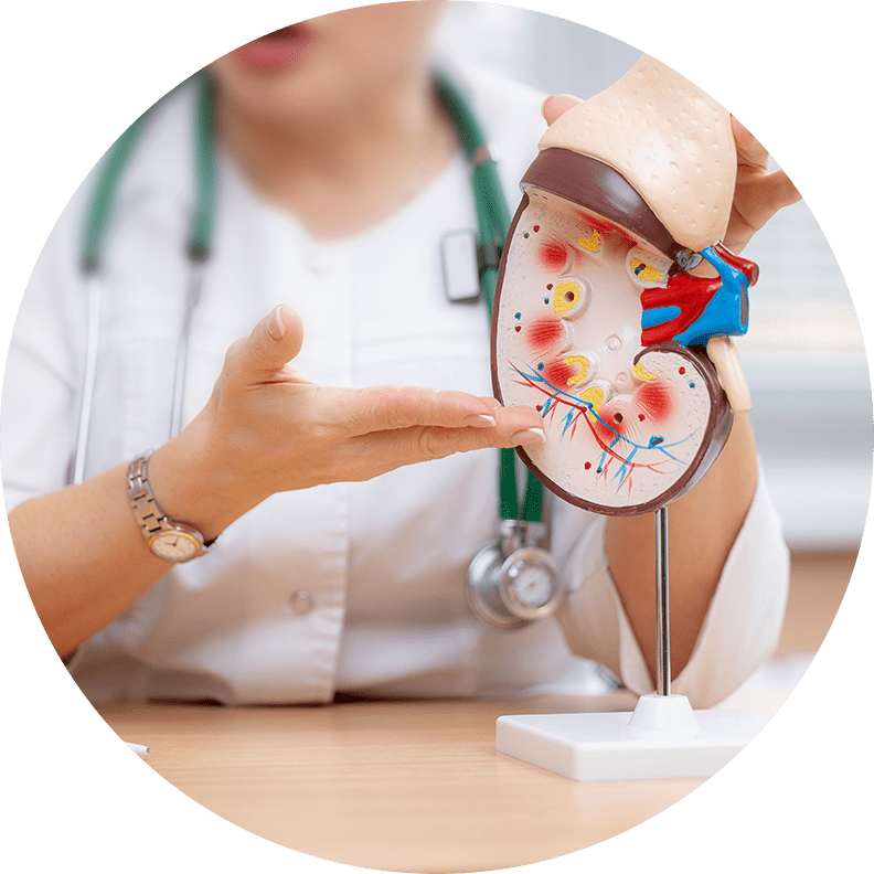 nephrology doctor and kidney
